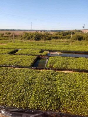 Pimiento para transplantar en tierra